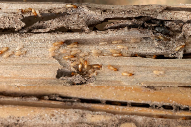 Best Pest Inspection Near Me  in Eldorado, TX