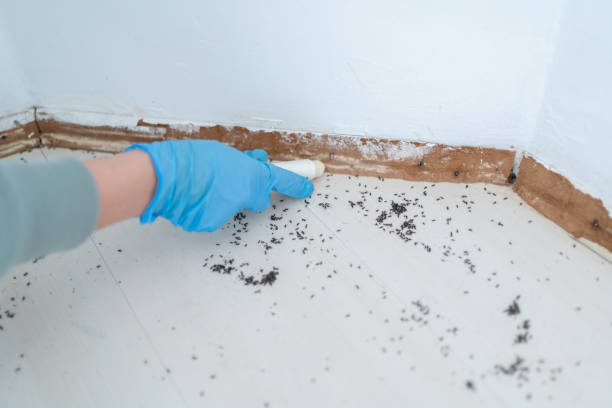 Best Local Pest Control Services  in Eldorado, TX